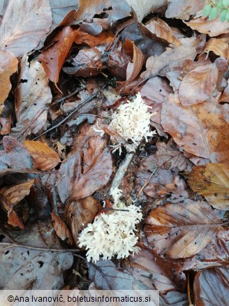 Ramaria gracilis