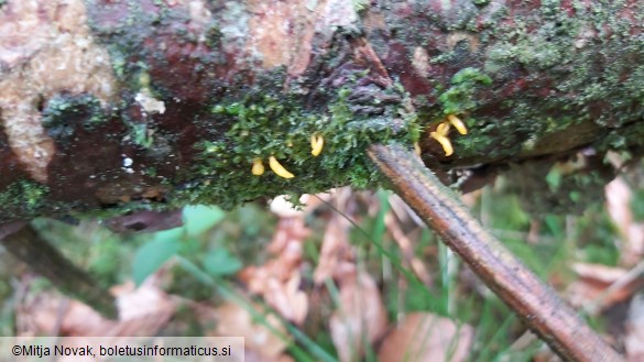 Calocera furcata