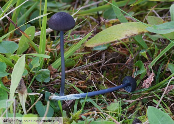 Entoloma chalybaeum