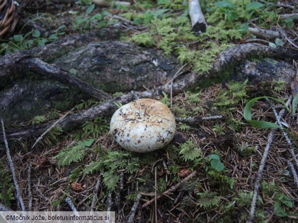 Russula delica