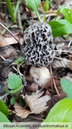 Morchella vulgaris