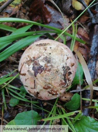 Rubroboletus rhodoxanthus