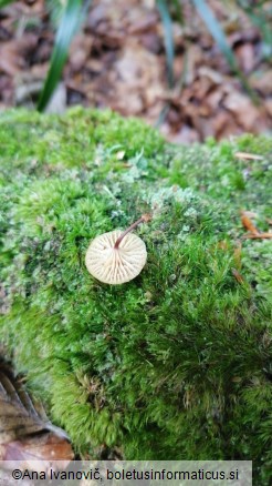 Xeromphalina campanella