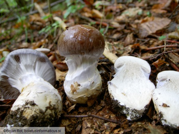 Cortinarius praestans