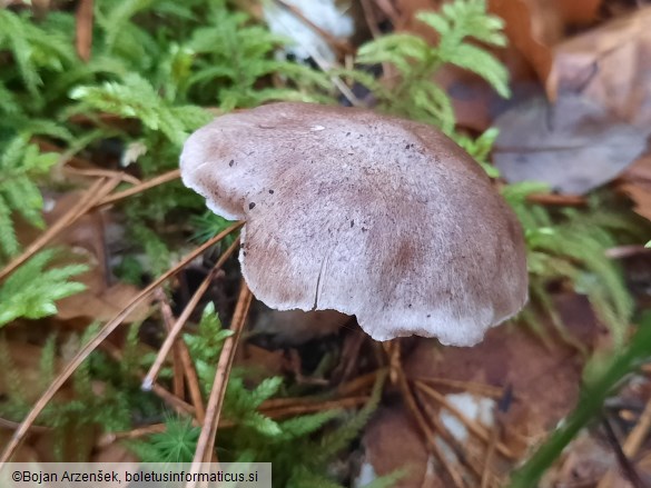 Tricholoma sciodes