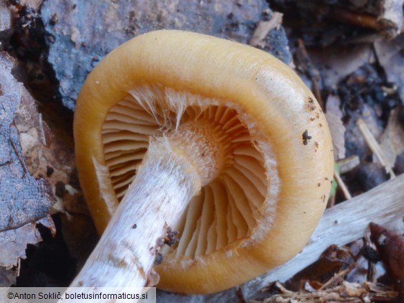 Galerina sideroides