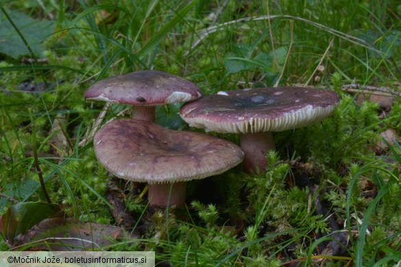 Russula queletii