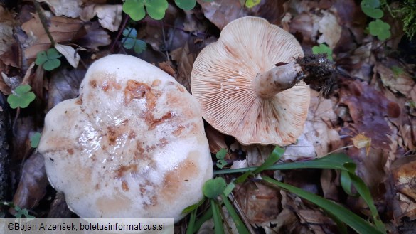 Lactarius pallidus