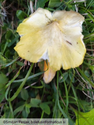 Hygrocybe citrinovirens