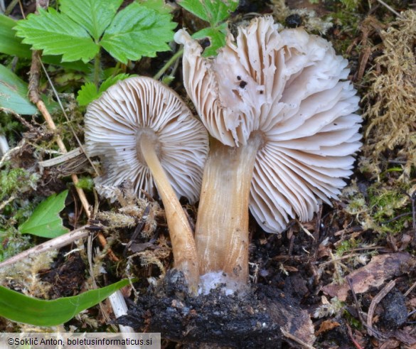 Pluteus plautus