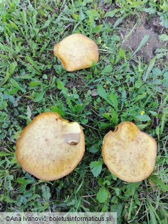 Suillus flavidus