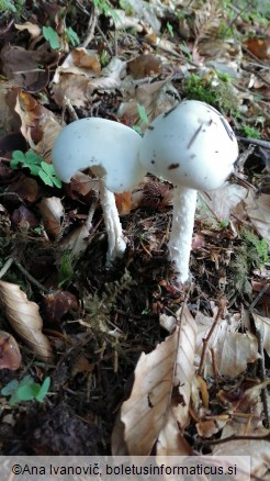 Amanita virosa