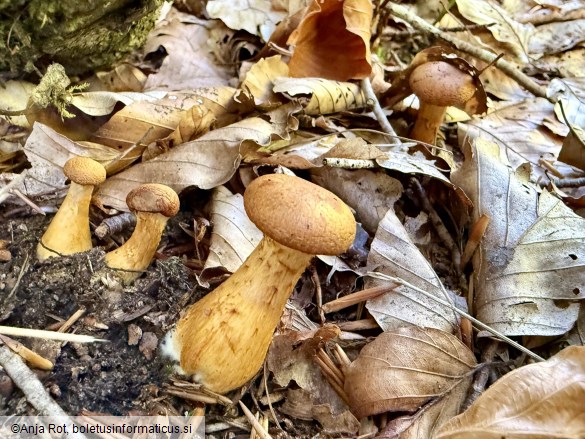 Cortinarius callisteus