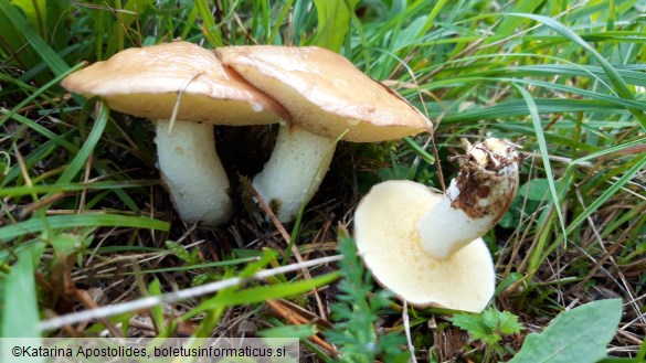 Suillus granulatus