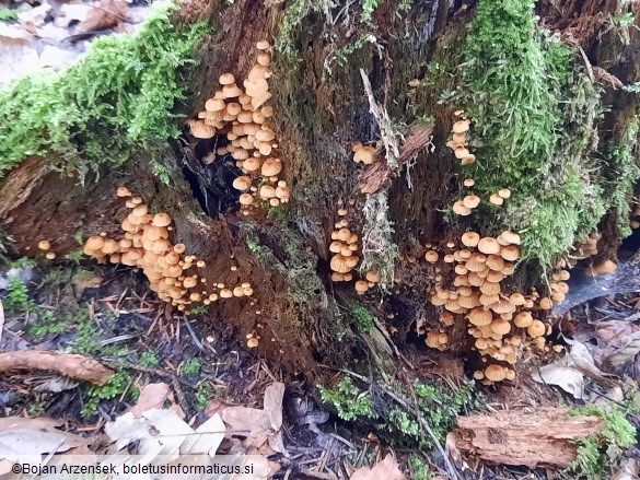 Xeromphalina campanella