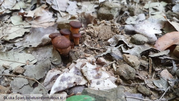 Omphalotus olearius