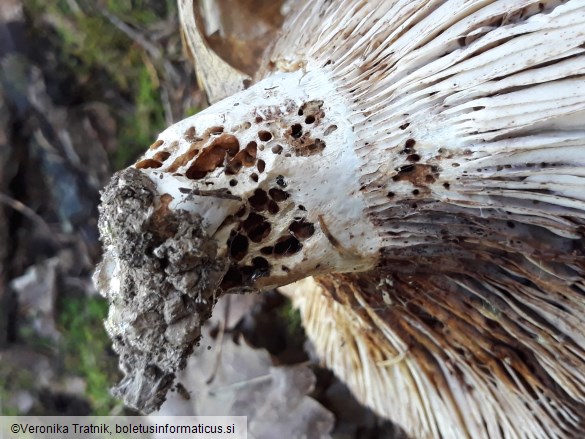 Russula delica