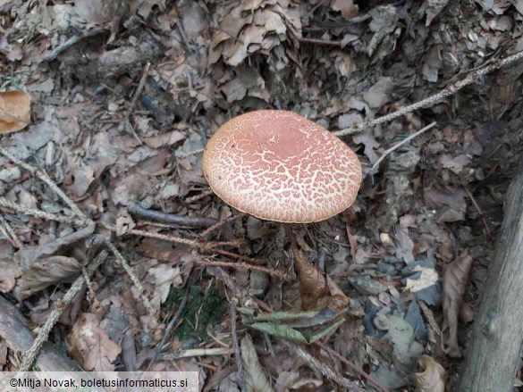 Rheubarbariboletus armeniacus