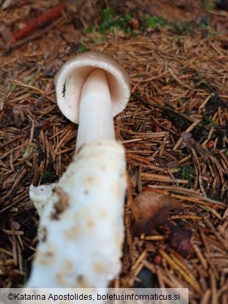 Amanita pachyvolvata