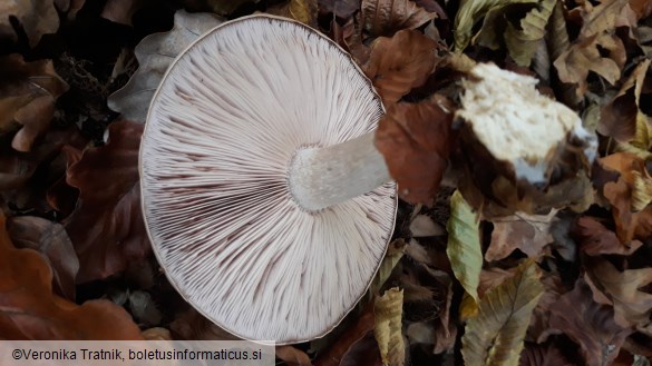Lepista glaucocana