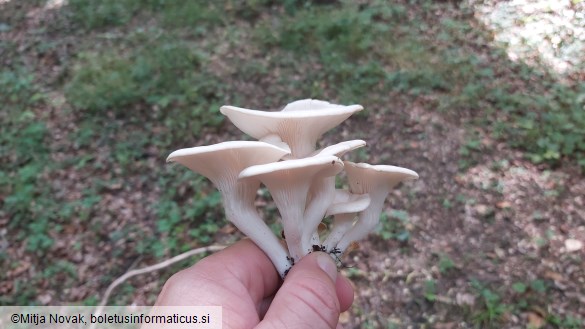 Pleurotus cornucopiae