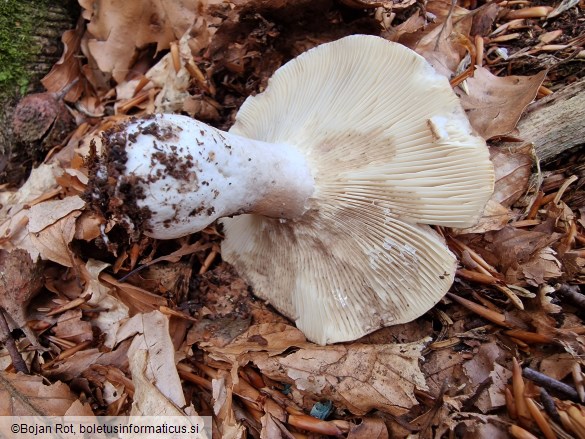 Russula densifolia