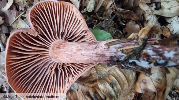 Hygrophorus capreolarius