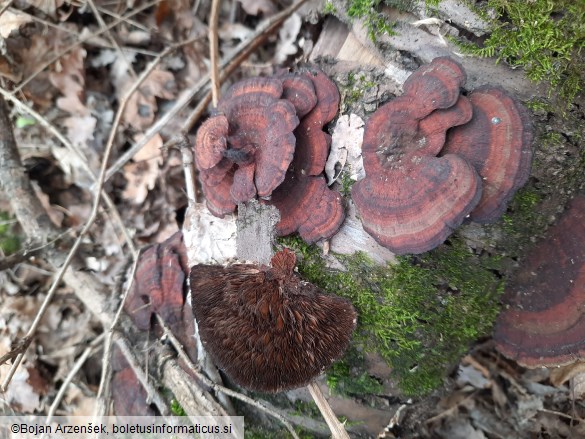 Daedaleopsis tricolor