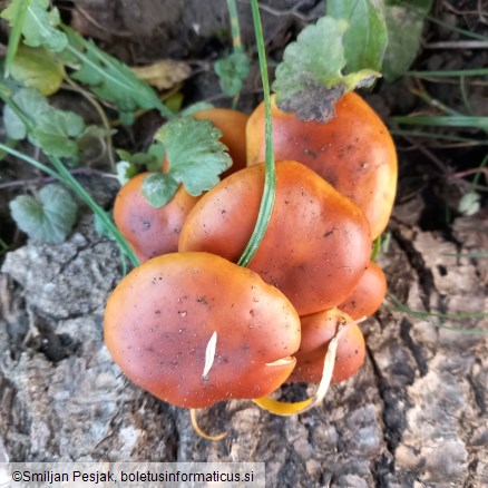Flammulina velutipes