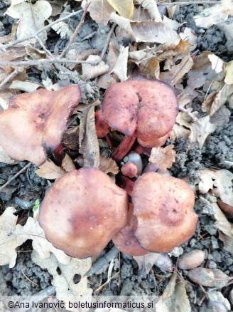 Collybia fusipes