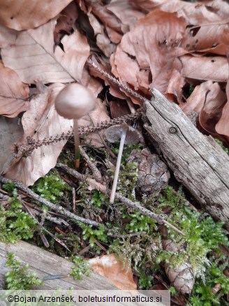 Mycena plumipes