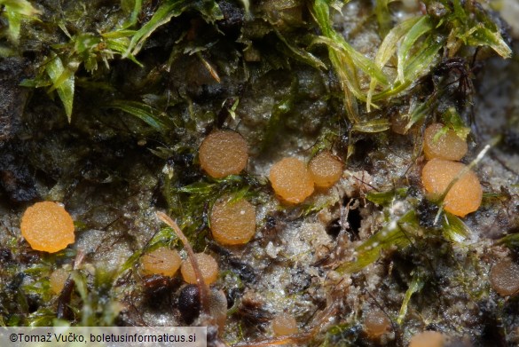 Octospora phagospora