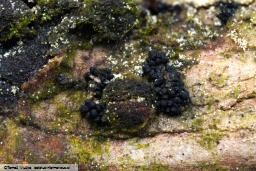 Gibberella pulicaris