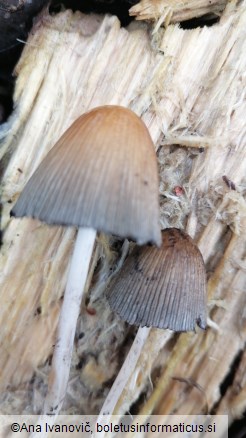 Psathyrella multipedata