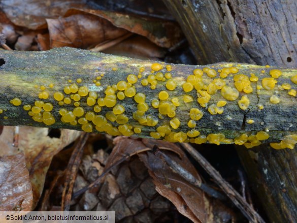 Dacrymyces variisporus