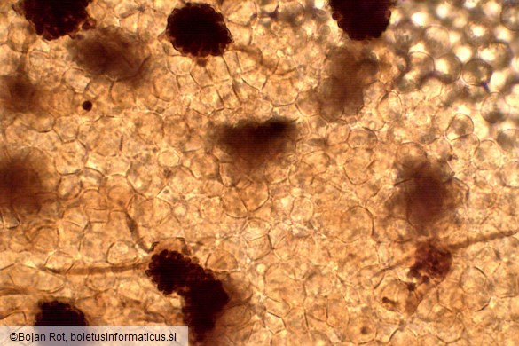 Cribraria oregana
