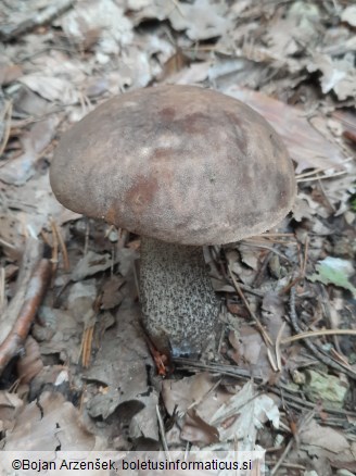 Leccinum scabrum