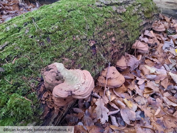 Ganoderma applanatum