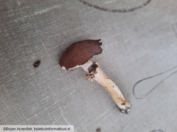 Stropharia rugosoannulata
