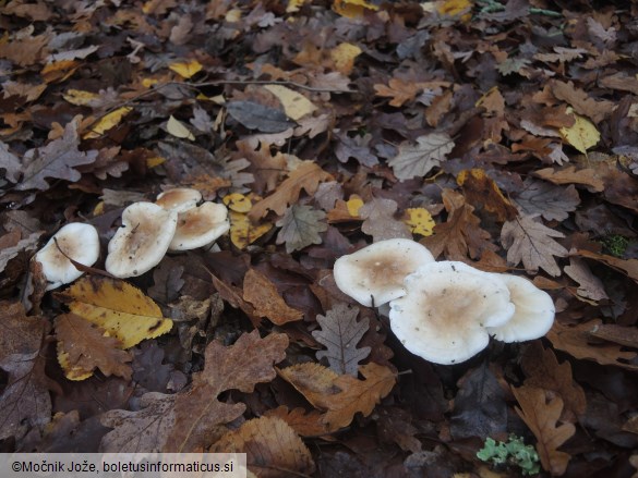 Hygrophorus lindtneri