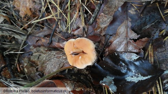 Hydnum umbilicatum