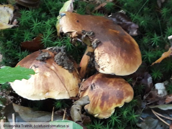 Neoboletus xanthopus