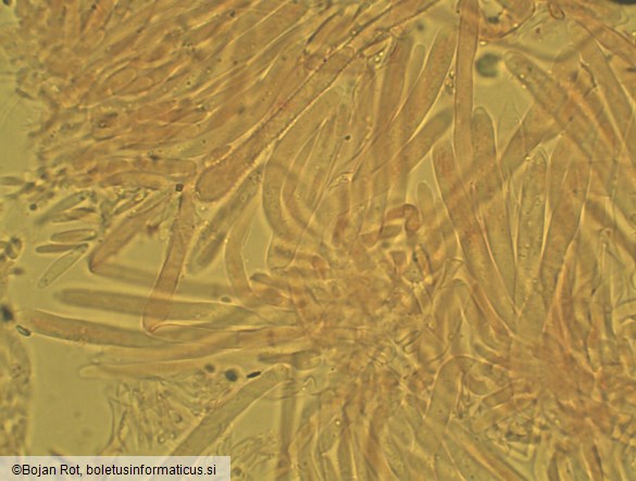 Lachnum virgineum