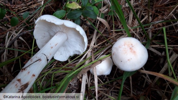 Rhodocollybia maculata