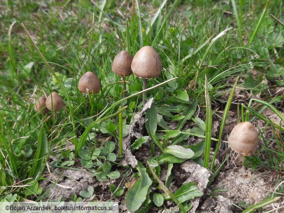 Panaeolus papilionaceus