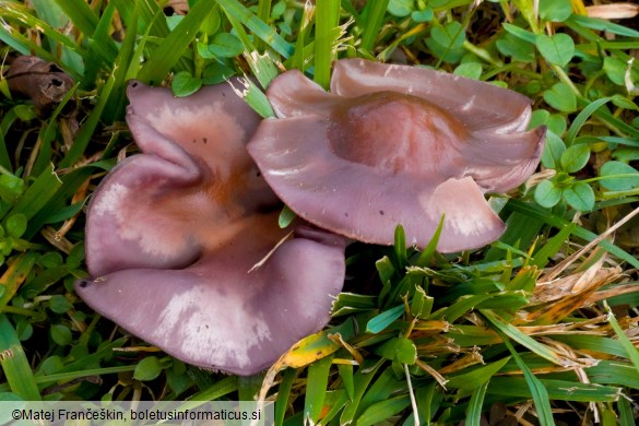 Collybia sordida