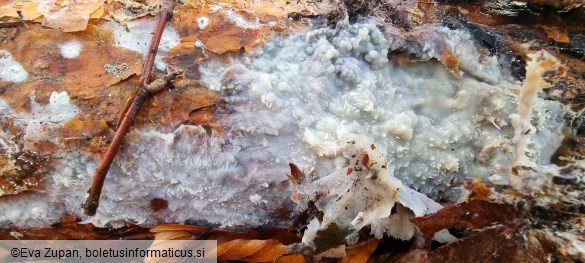 Phlebiopsis gigantea