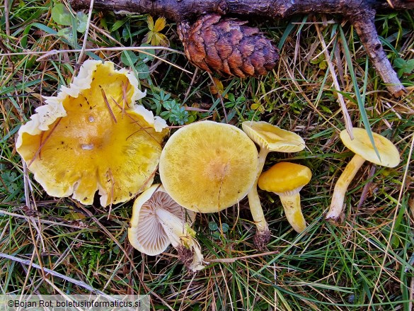 Hygrophorus speciosus