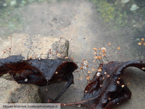 Cryptomarasmius corbariensis