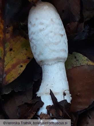 Coprinus comatus